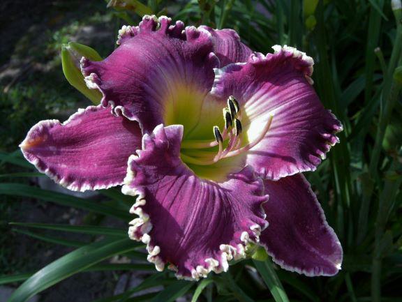 Joann Garrison 1 rs